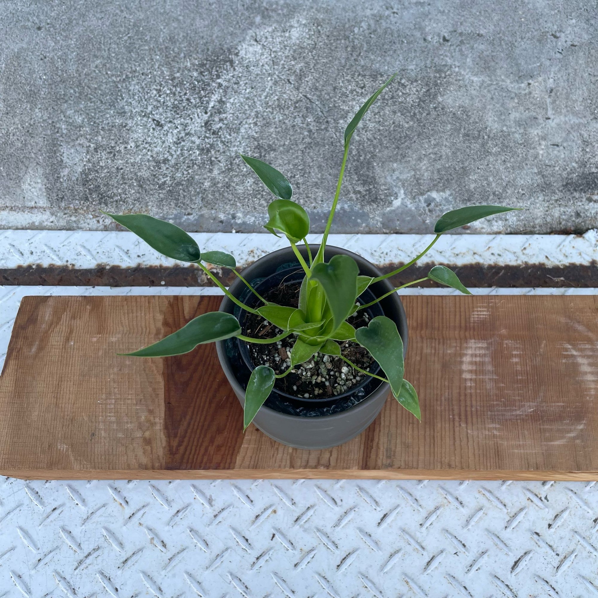 Alocasia 'Tiny Dancer' アロカシア タイニーダンサー