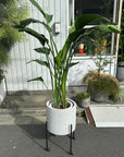 Bird of Paradise (Strelitzia nicolai) バード オブ パラダイス(オーガスタ)