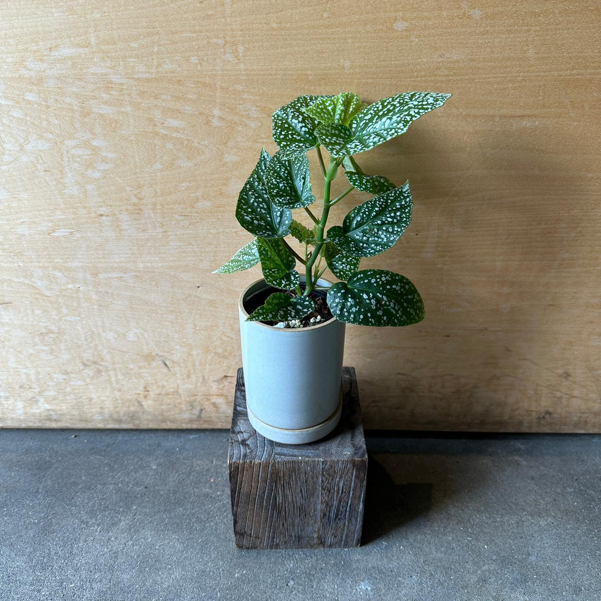 ベゴニア シルバードット I インドアプランツ I プラントソサエティ