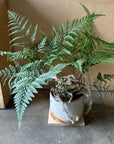 Squirrel's foot fern シノブ
