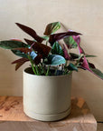 Syngonium podophyllum ・Chocolate シンゴニウム・チョコレート