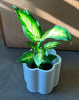 Dieffenbachia 'Camille' ディフェンバキア カミーラ