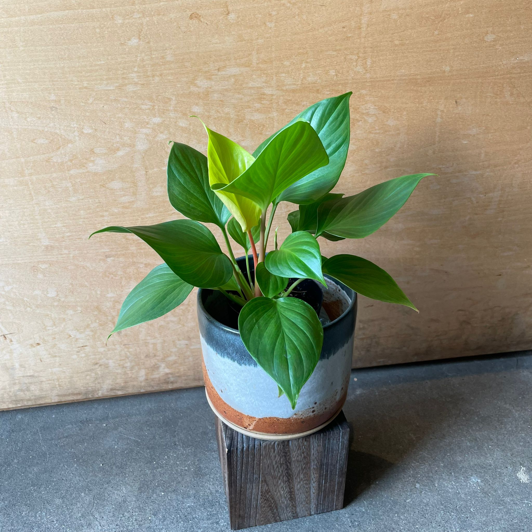 Homalomena 'Lemon Lime' ホマロメナ レモンライム – THE PLANT