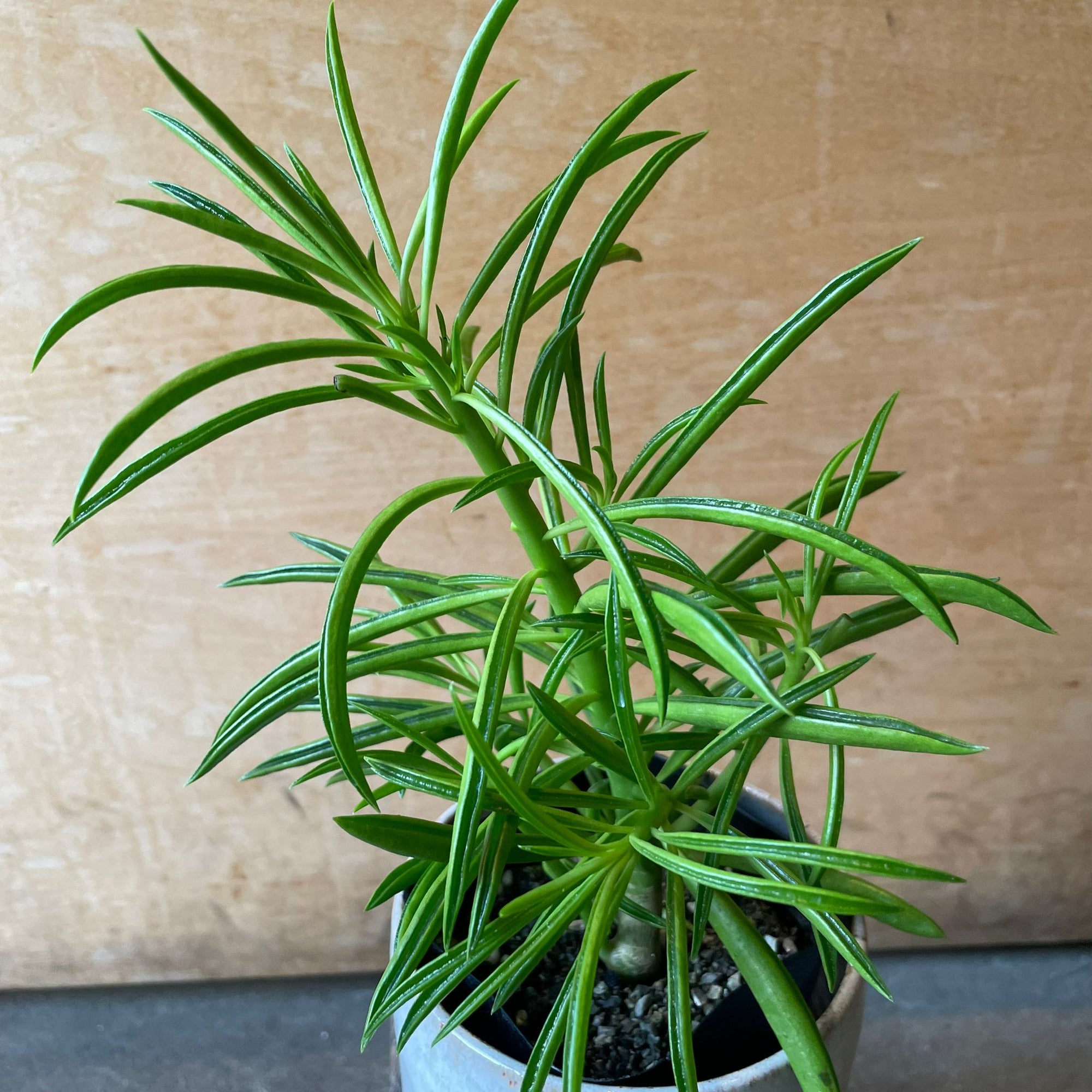 Peperomia happy bean ペペロミア・ハッピービーンの木