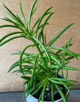 Peperomia happy bean ペペロミア・ハッピービーンの木