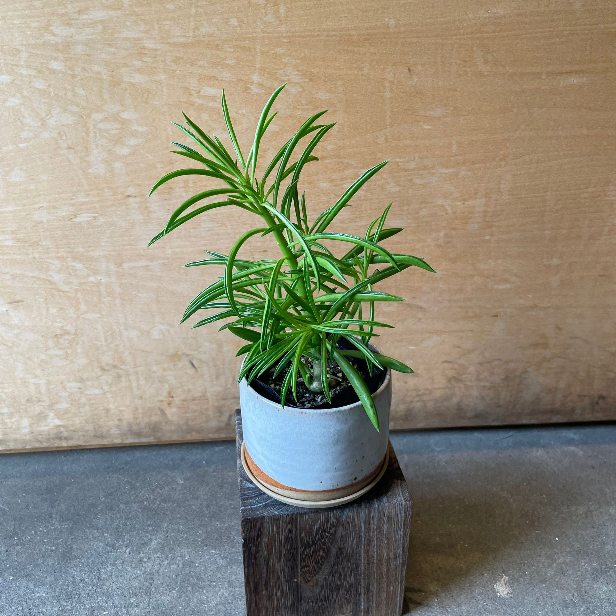 Peperomia happy bean ペペロミア・ハッピービーンの木
