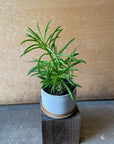 Peperomia happy bean ペペロミア・ハッピービーンの木