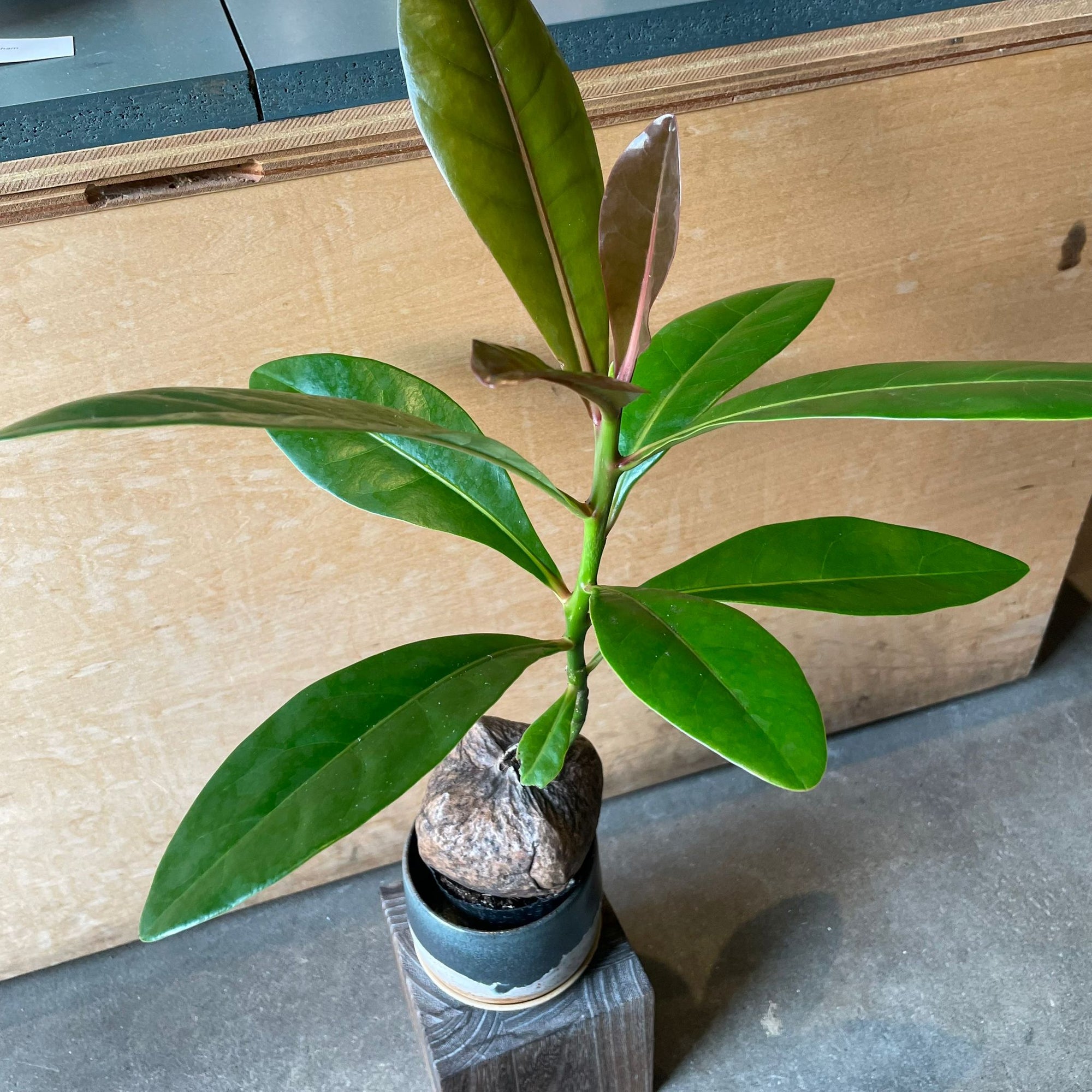 Burling Tonia バーリング トニア