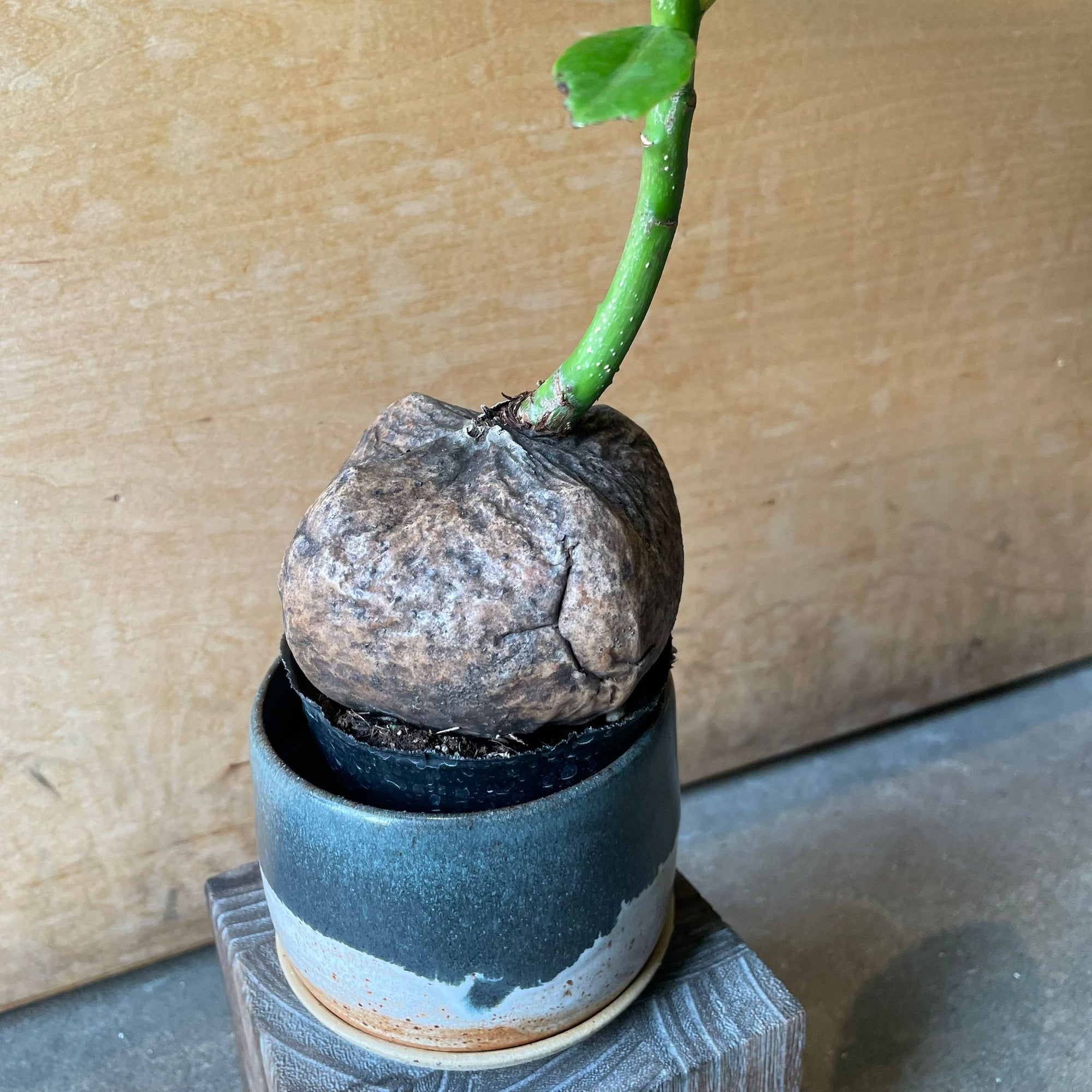 Burling Tonia バーリング トニア