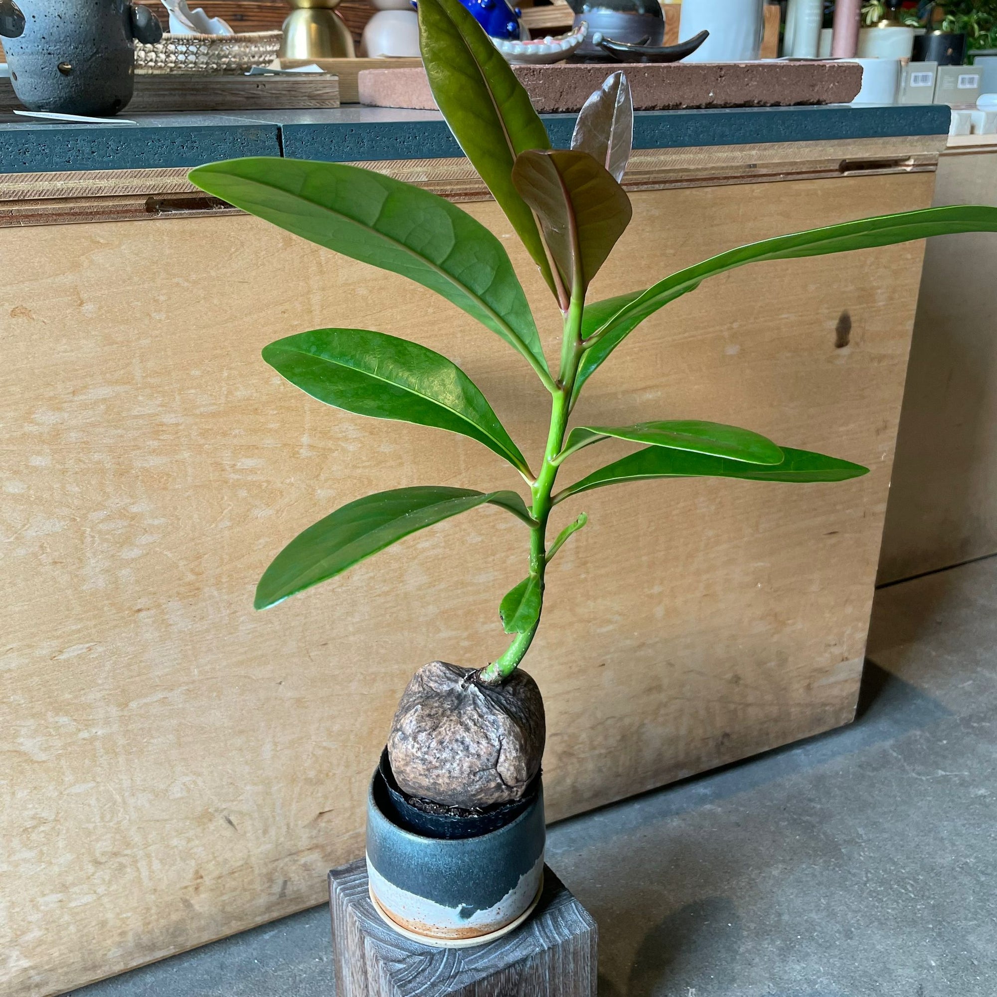 Burling Tonia バーリング トニア