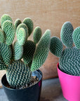 Bunny ears cactus (Opuntia microdasys) バニーカクタス