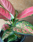 Aglaonema アグラオネマ レッドマッシュルーム