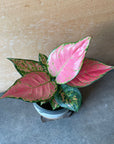 Aglaonema アグラオネマ レッドマッシュルーム