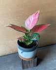 Aglaonema アグラオネマ レッドマッシュルーム