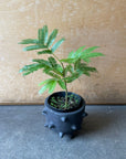 Ever Fresh Tree エバーフレッシュ