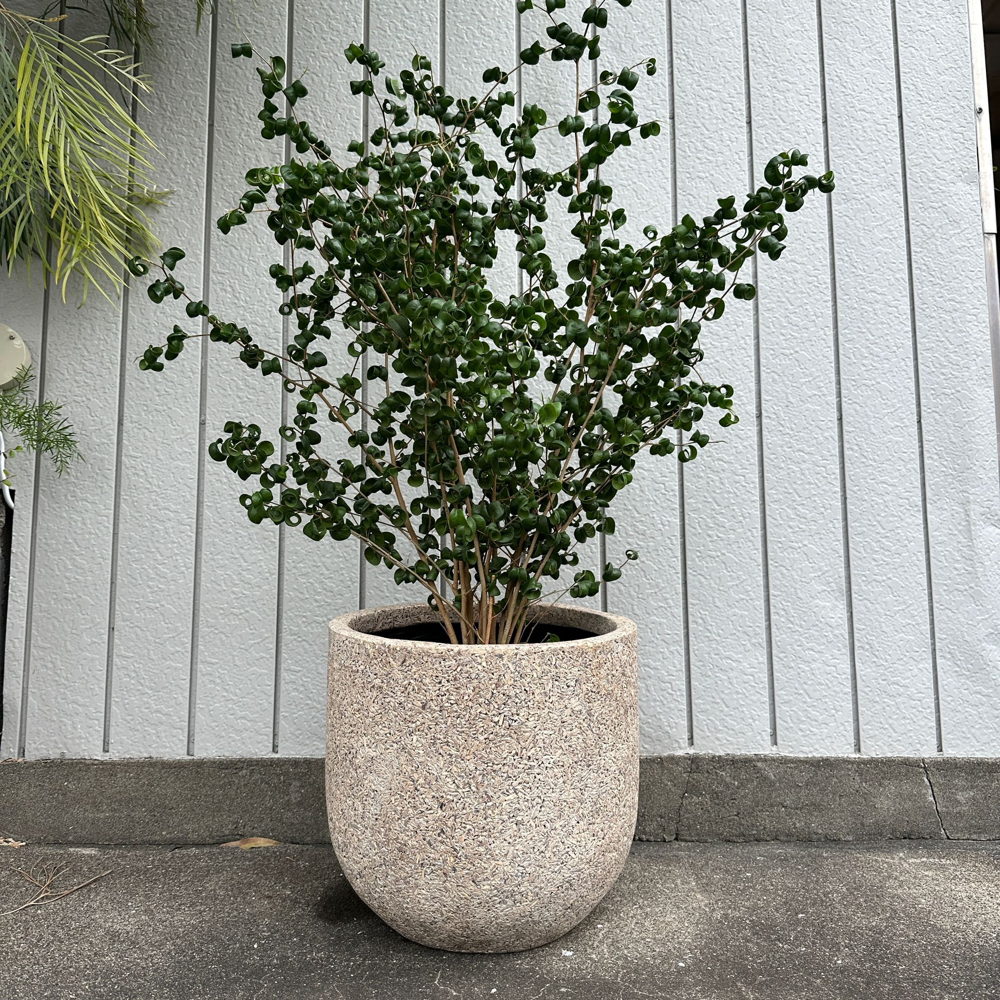 Natures U pot ネイチャーズ ユー ポット I 大きな植木鉢 I プラント