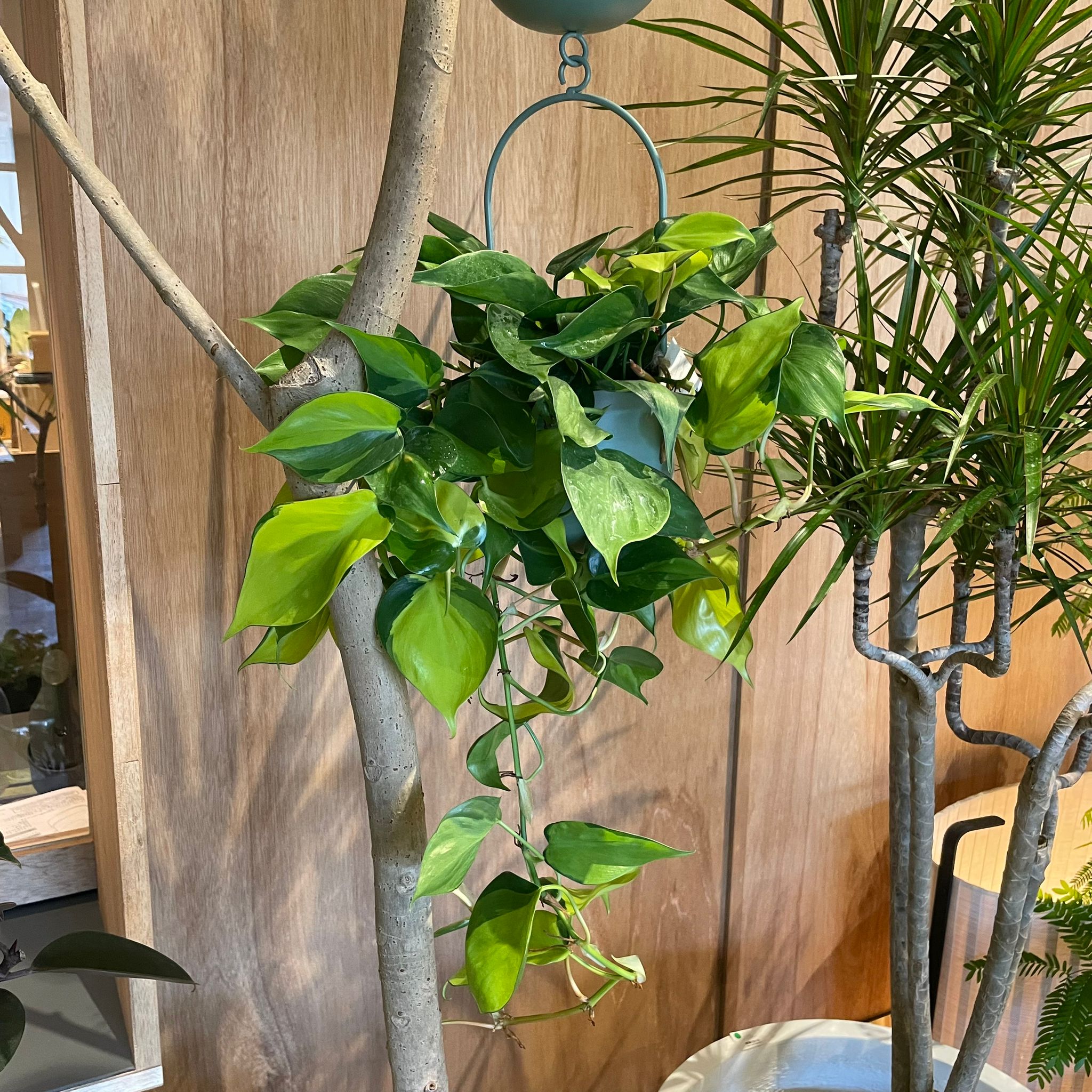 フィロデンドロン ブラジル I インドアプランツ I プラントソサエティ