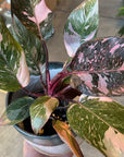 Philodendron 'Pink Princess' フィロデンドロン ピンクプリンセス