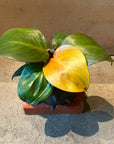 Philodendron ‘Cherry Red’ フィロデンドロン チェリーレッド