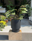 Calathea Jungle velvet カラテア マコヤナ