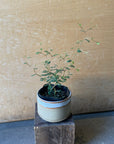 Sophora prostrata ‘Little Baby’ ソフォラ リトルベイビー