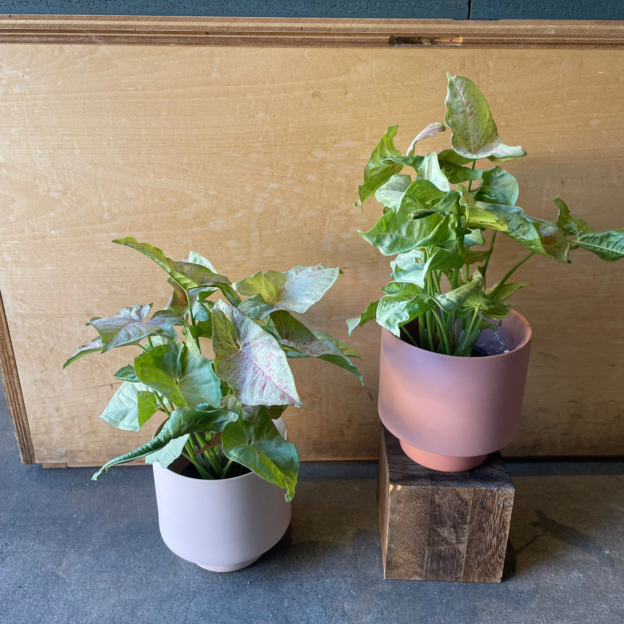 The_Plant_Society_589.jpg?v=