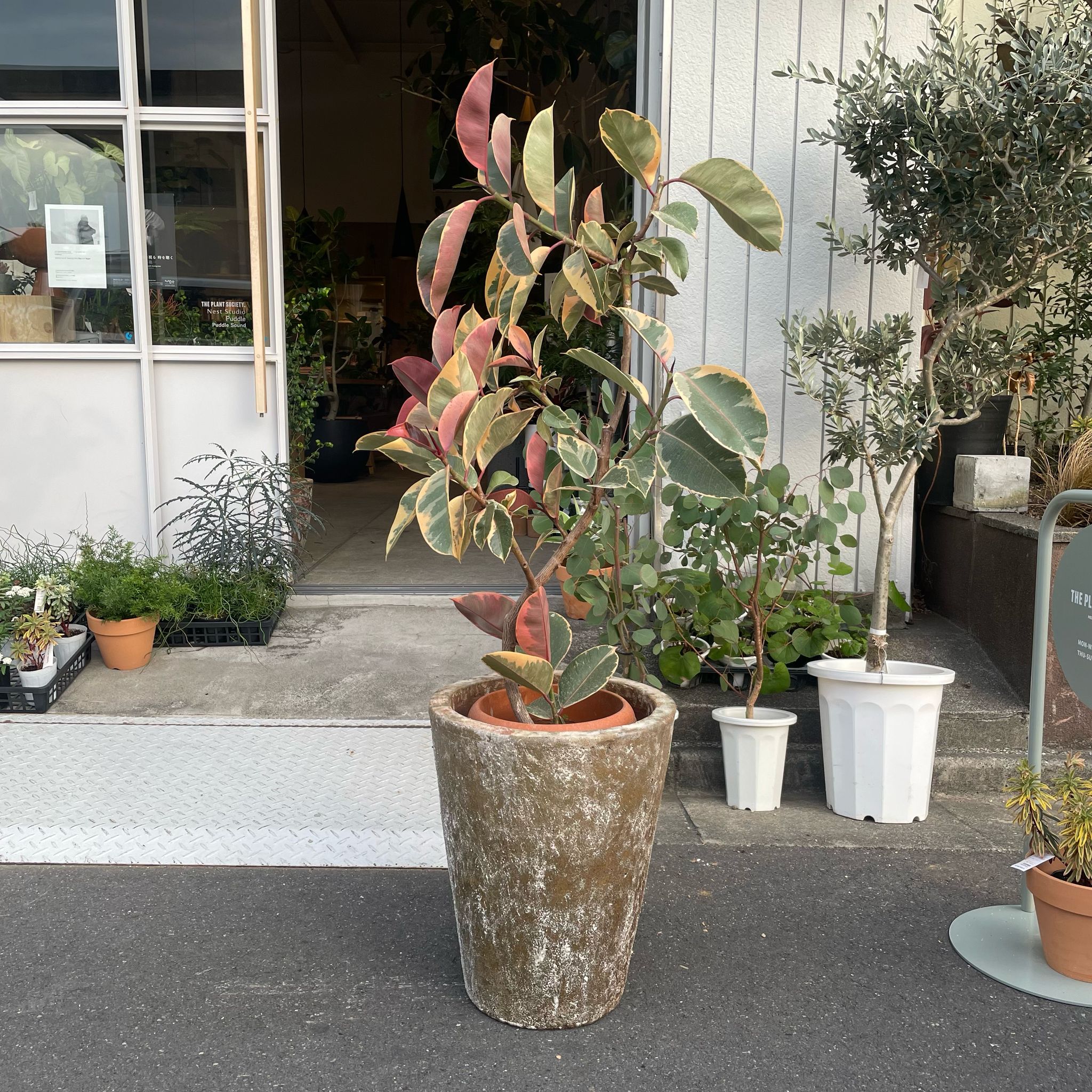 The_Plant_Society_5_ec81a1e5-