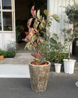 Variegated Rubber Plant (Ficus elastica 'Ruby') フィカス エラスティカ ルビー