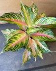 Aglaonema ‘Ten Carat’ アグラオネマ テンカラット