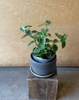Hoya "Cumingiana" ホヤ クミンギアナ 斑入り