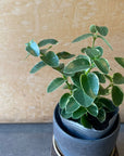 Hoya "Cumingiana" ホヤ クミンギアナ 斑入り