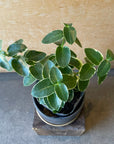 Hoya "Cumingiana" ホヤ クミンギアナ 斑入り