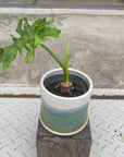 Philodendron 'Selloum' フィロデンドロン セローム