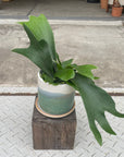 Staghorn ビカクシダ (コウモリラン)