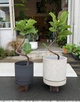 Fiddle Leaf Fig フィドル リーフ フィグ (カシワバゴムノキ)