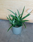 Sansevieria 'Hybrid' サンスベリア ハイブリッド