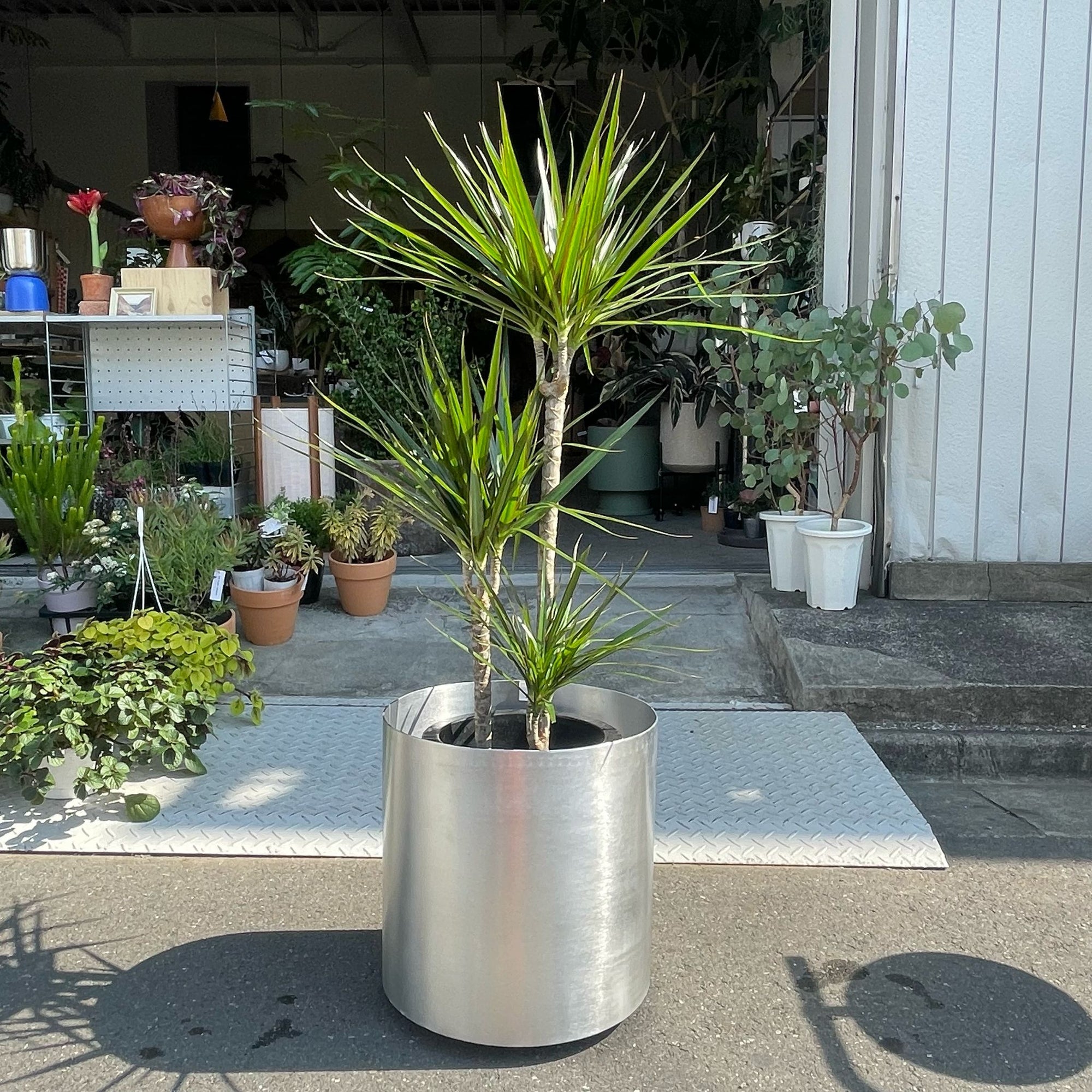 Dragon Tree ドラセナ コンシンネ