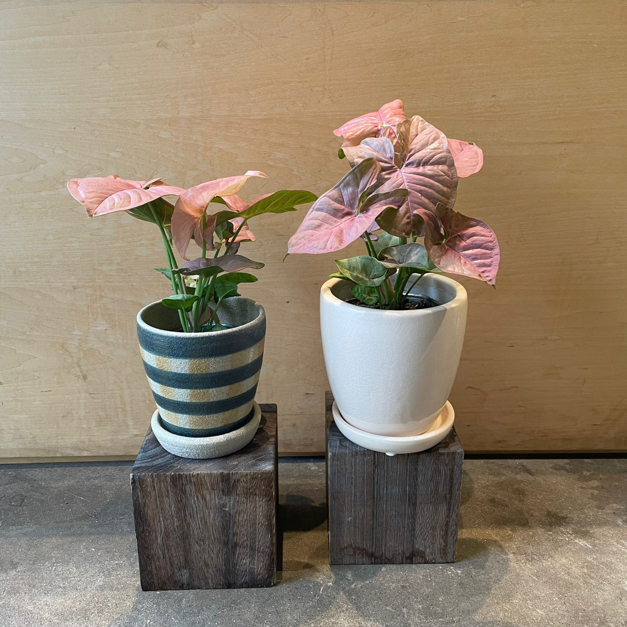 Syngonium podophyllum ・Neon シンゴニウム ・ ネオン