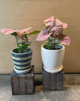Syngonium podophyllum ・Neon シンゴニウム ・ ネオン