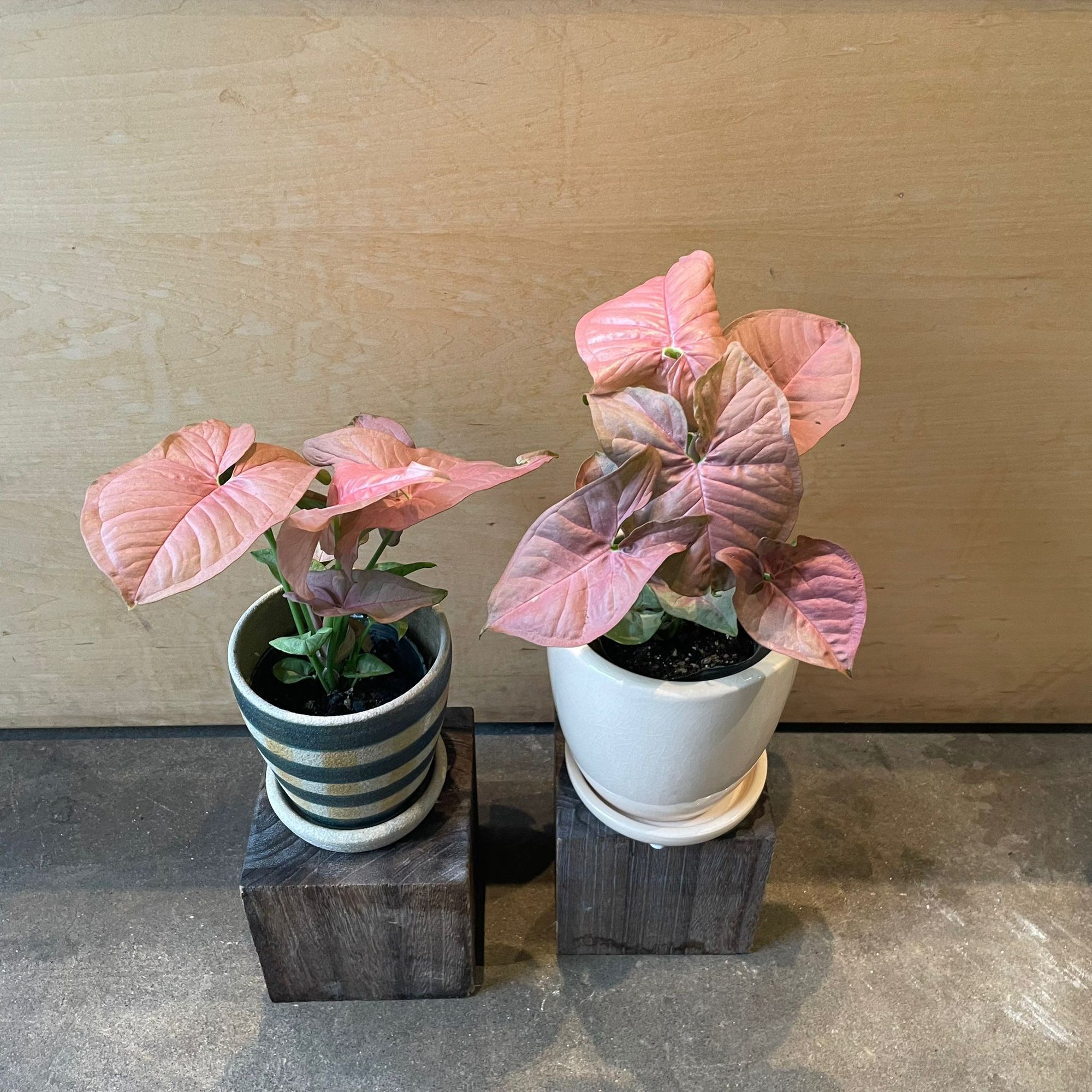 Syngonium podophyllum ・Neon シンゴニウム ・ ネオン