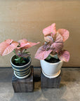Syngonium podophyllum ・Neon シンゴニウム ・ ネオン