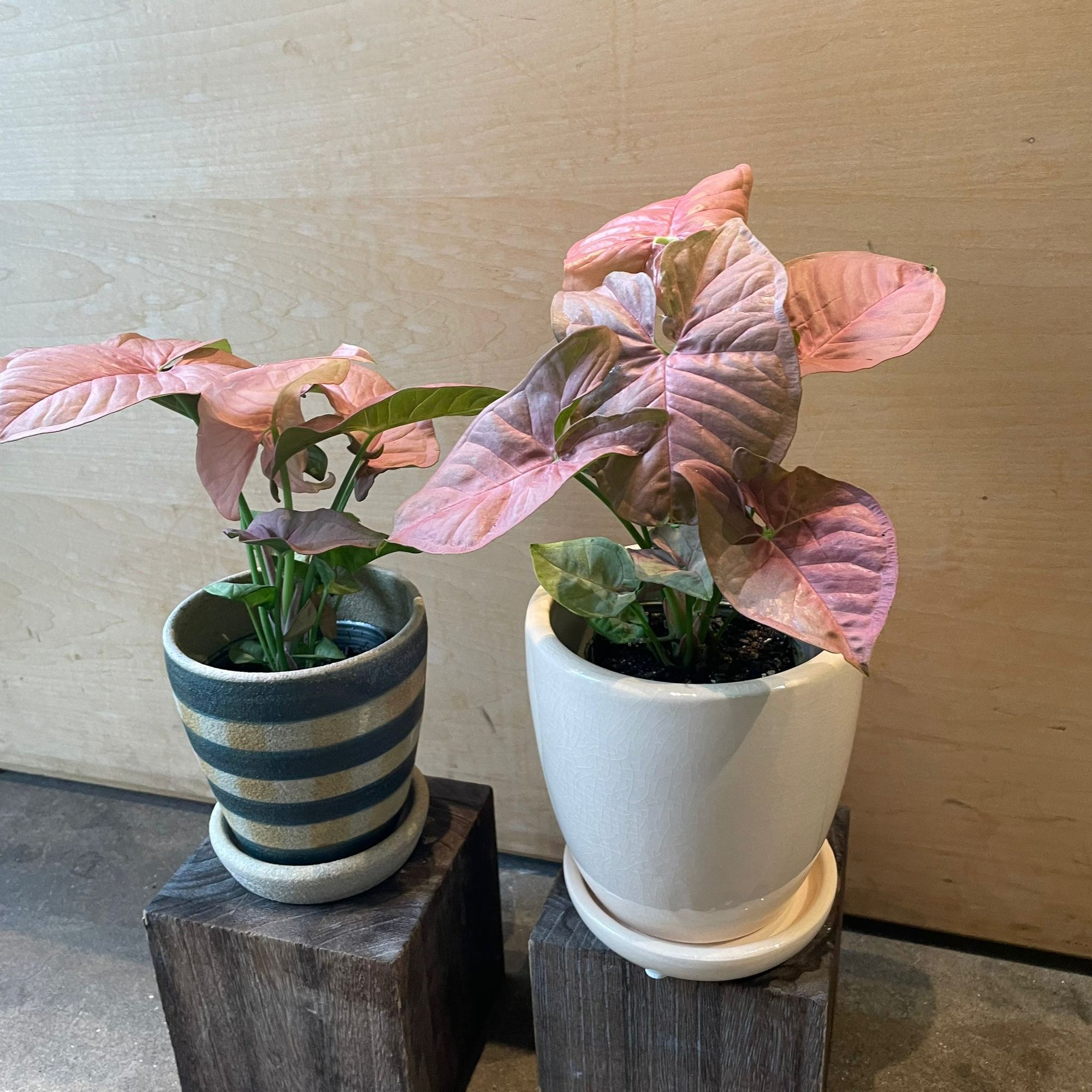 Syngonium podophyllum ・Neon シンゴニウム ・ ネオン