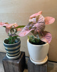 Syngonium podophyllum ・Neon シンゴニウム ・ ネオン