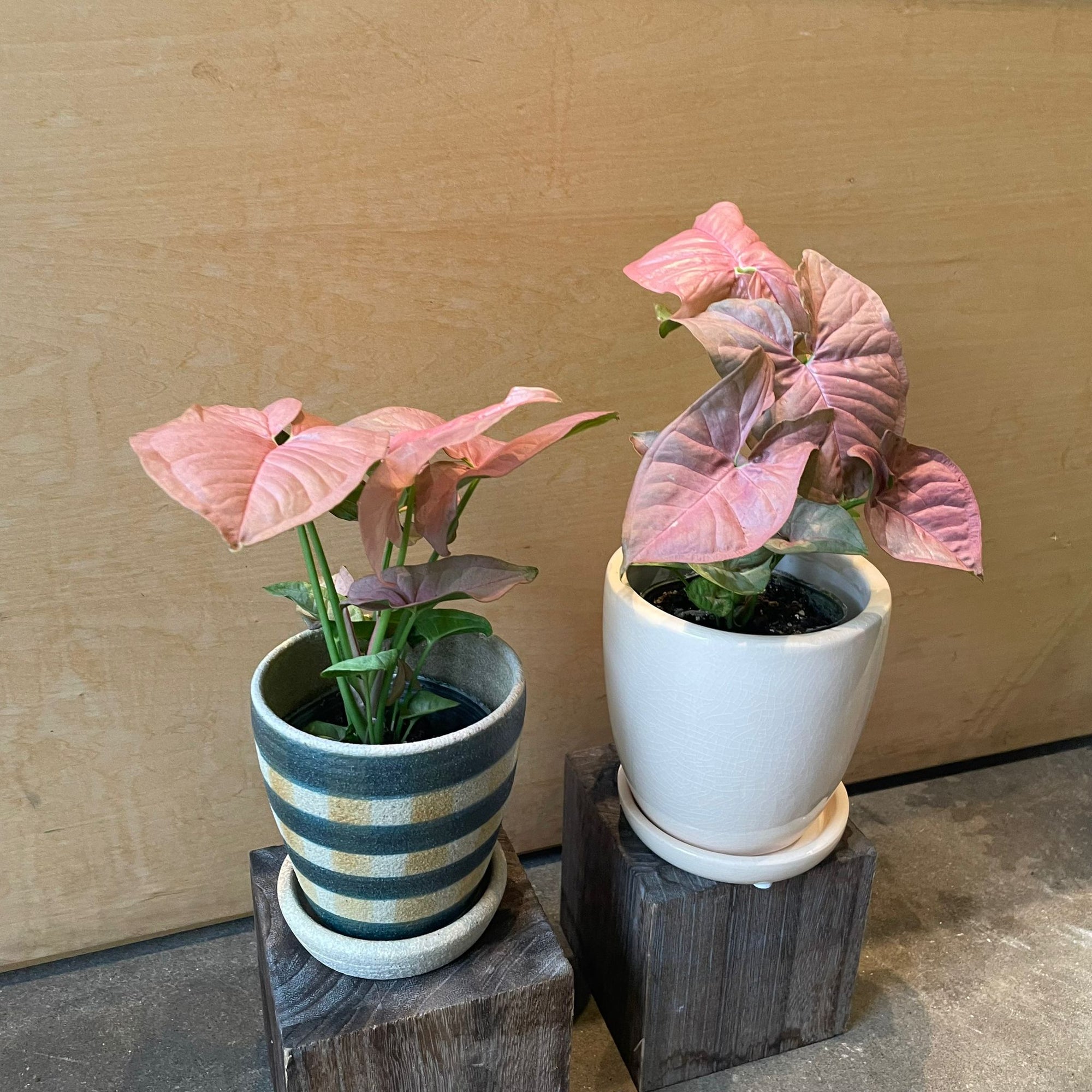 Syngonium podophyllum ・Neon シンゴニウム ・ ネオン