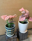 Syngonium podophyllum ・Neon シンゴニウム ・ ネオン