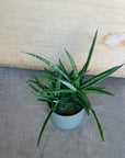 Sansevieria 'Hybrid' サンスベリア ハイブリッド