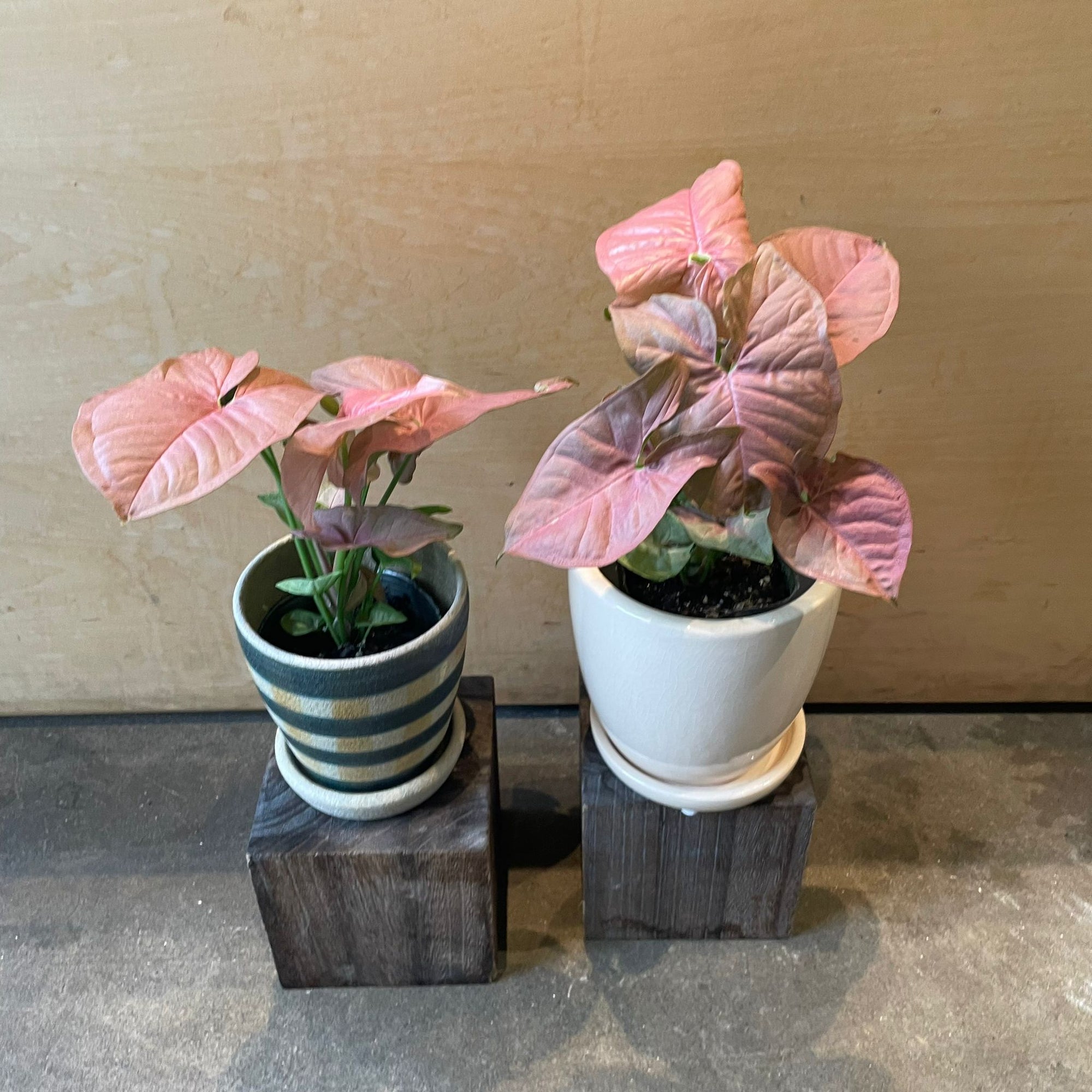 Syngonium podophyllum ・Neon シンゴニウム ・ ネオン