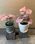 Syngonium podophyllum ・Neon シンゴニウム ・ ネオン
