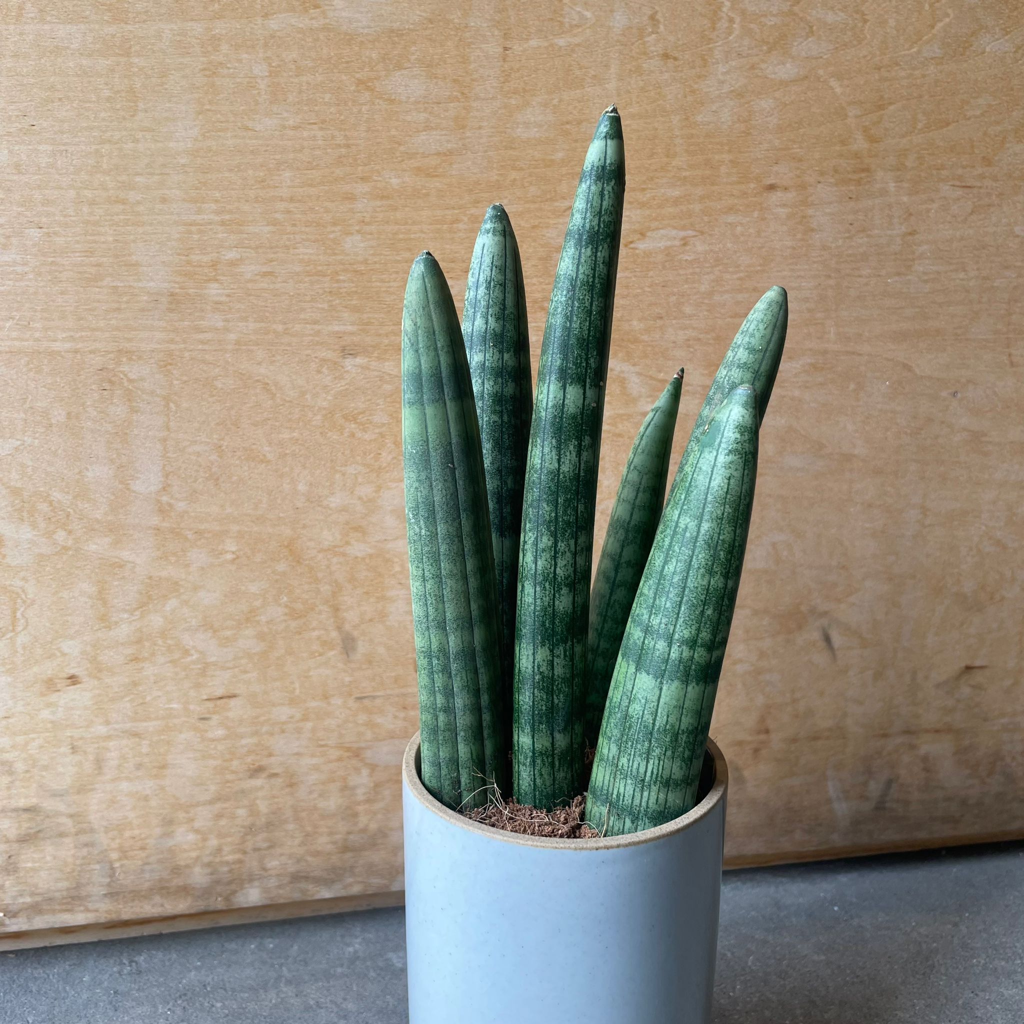 Snake Plant (Sansevieria Stucky) サンスベリア スタッキー I