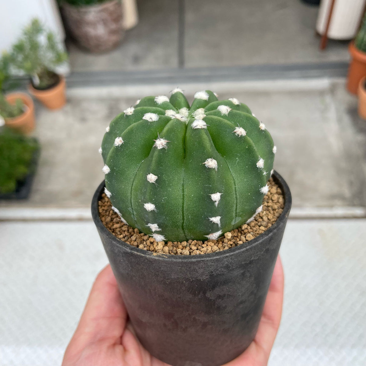 サボテン I インドアプランツ I プラントソサエティトーキョーフラッグ